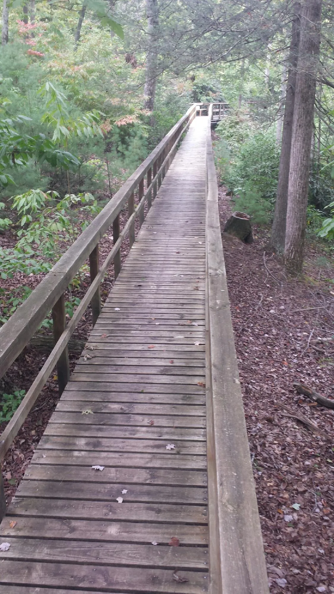 Long wood walkway with handrails built through the woods in Aspinwall